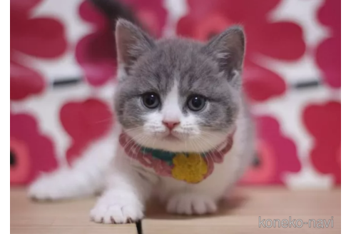 成約済の東京都のマンチカン(短足)-106373の2枚目